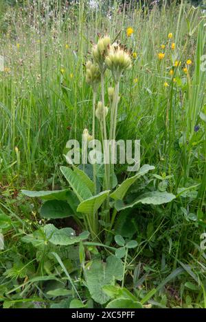 Primula veris, cowslip commun à la fin du printemps dans les prairies Banque D'Images