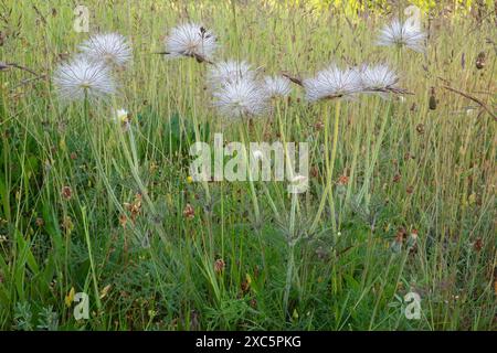 Petites fleurs pasques après la floraison, graines avec de longs panaches ressemblant à des plumes, ressemblant à un cheveu sauvage Banque D'Images