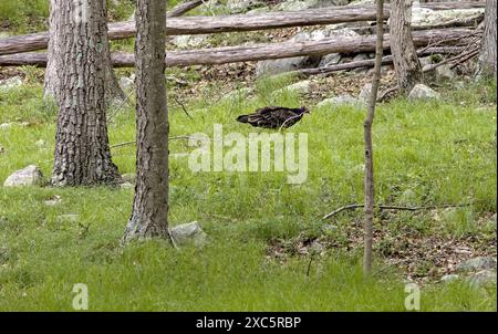 dinde vautours dans la forêt mangeant des animaux morts (bois d'herbe d'arbre) grand oiseau de chasse-proies Banque D'Images