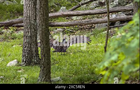 dinde vautours dans la forêt mangeant des animaux morts (bois d'herbe d'arbre) grand oiseau de chasse-proies Banque D'Images