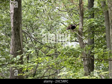 dinde vautours dans la forêt mangeant des animaux morts (bois d'herbe d'arbre) grand oiseau de chasse-proies Banque D'Images