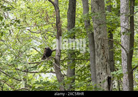 dinde vautours dans la forêt mangeant des animaux morts (bois d'herbe d'arbre) grand oiseau de chasse-proies Banque D'Images