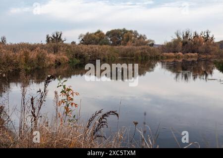 Paysage de la rivière Siverskyi Donets en Ukraine avec l'herbe d'automne en gros plan et arrière-plan flou Banque D'Images