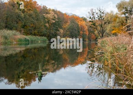 Scène automnale le long de la rivière Siverskyi Donets en Ukraine, avec des arbres dorés et des reflets sereins Banque D'Images