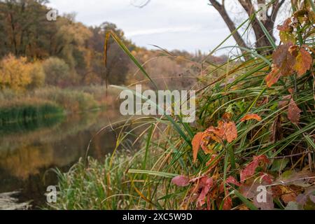 Vue rapprochée de l'herbe verte luxuriante au bord de la rivière en automne Banque D'Images