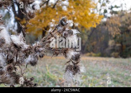 Gros plan d'automne de têtes de graines de fleurs de picot sèches avec des peluches blanches dans un paysage jaune coloré Banque D'Images