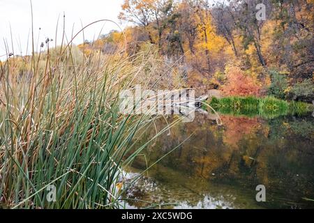 Roseaux verts sauvages en gros plan avec une nature automnale colorée au bord de la rivière Banque D'Images