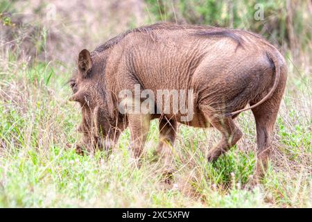 phacochère pâturant sur la savane dans la brousse africaine Banque D'Images