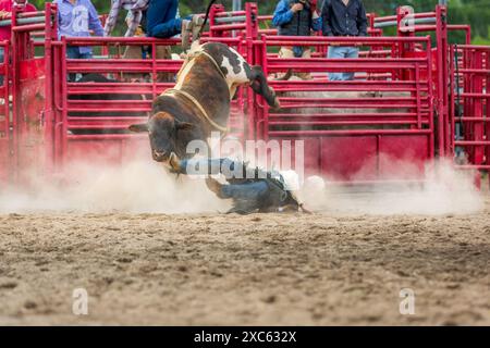 Cavalier de taureau déchu non identifiable dans une arène de rodéo générique. Banque D'Images