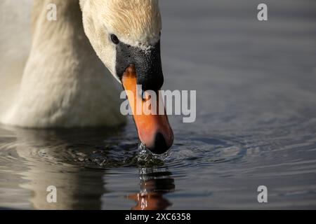 gros plan de la tête, du cou et du bec d'un cygne muet mâle cygnus olor Banque D'Images