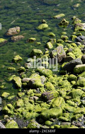 Les rochers couverts d'algues dans le port de Cadgwith, Cornwall, Angleterre attrapent la lumière du soleil dans un vert vif. Banque D'Images
