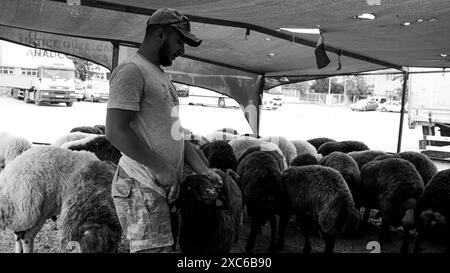 Izmir, Turquie. 14 juin 2024. Un marché local et traditionnel d'animaux sacrificiels tenu avant l'Aïd al-Adha. Les bergers de l'est du pays vendent leurs animaux pour être abattus pendant l'Aïd al-Adha dans les tentes qu'ils installent. Les clients achètent généralement des animaux qu'ils trouvent chers en négociant et les font abattre. Crédit : İdil Toffolo/Alamy Live News Banque D'Images