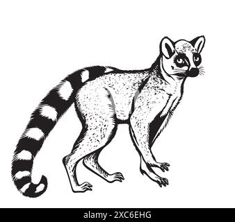 Illustration vectorielle gravée dessinée à la main par croquis de lémurien. Silhouette exotique Madagascar lémur à queue annulaire avec queue rayée pour impression, icône, étiquette, papier, Illustration de Vecteur