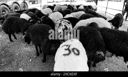 Un marché local et traditionnel d'animaux sacrificiels tenu avant l'Aïd al-Adha Un marché local et traditionnel d'animaux sacrificiels tenu avant l'Aïd al-Adha. Les bergers de l'est du pays vendent leurs animaux pour être abattus pendant l'Aïd al-Adha dans les tentes qu'ils installent. Les clients achètent généralement des animaux qu'ils trouvent chers en négociant et les font abattre. Izmir Bornova Turquie Turquie Copyright : xIdilxToffolox DSC07287 Banque D'Images