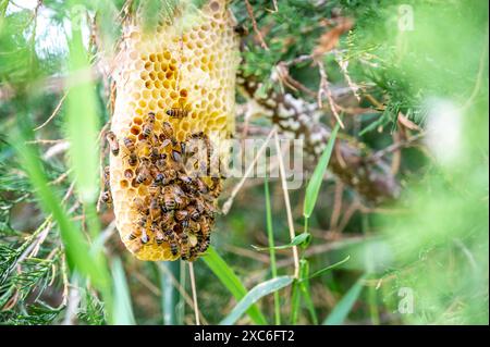 Ruche d'abeille en cours de construction sur une branche d'arbre dans la nature. Banque D'Images