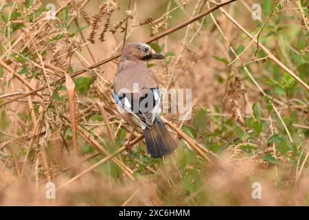 Jay eurasien cherchant de la nourriture dans certains saumons au printemps. Surrey, Angleterre, Royaume-Uni. Banque D'Images