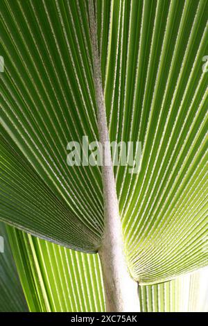 Feuille de palmier, Araceae. Détail montrant la nervure sur le dessous de la feuille. Banque D'Images