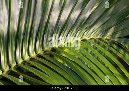 Feuille de palmier en bouteille, Hyophorbe lagenicaulis, Arecaceae (anciennement Palmae). Maurice, Océan Indien. Hyophorbe lagenicaulis, le palmier de la bouteille ou palmiste Banque D'Images