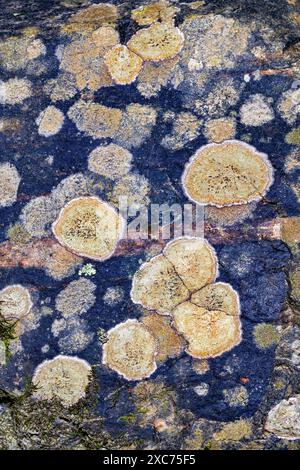 Motifs abstraits de lichens crusteux sur la surface de la roche dans la forêt nationale de Pisgah - Brevard, Caroline du Nord, États-Unis Banque D'Images