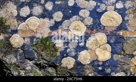 Motifs abstraits de lichens crusteux sur la surface de la roche dans la forêt nationale de Pisgah - Brevard, Caroline du Nord, États-Unis Banque D'Images