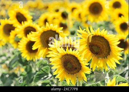 Champ de tournesols, tournesols (Helianthus annuus), paysage au sud de Montepulciano, Toscane, Italie, Europe, gros plan de tournesols en fleurs montrant Banque D'Images