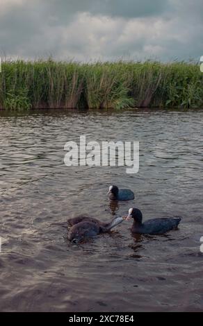 Coot commun (Fulica ATRA) nourrissant leurs poussins dans un canal avec des roseaux denses sur la rive, au coucher du soleil, Ilpendam, pays-Bas Banque D'Images