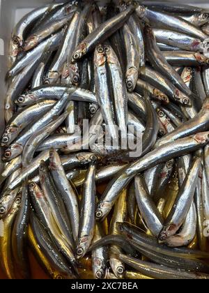 Exposition de poissons pêchés poisson entier poisson frais poisson entier anchois européen (Engraulis encrasicolus) poisson frais sur glace dans des poissons de comptoir réfrigérés Banque D'Images