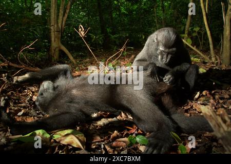 Un macaque à crête (Macaca nigra) repose sur le sol, alors qu'il est entretenu par un autre individu dans la forêt de Tangkoko, Sulawesi du Nord, Indonésie. Banque D'Images