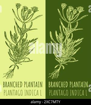 Dessins vectoriels PLANTAIN RAMIFIÉ. Illustration dessinée à la main. Nom latin PLANTAGO INDICA L. Illustration de Vecteur