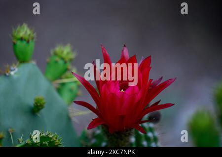 Un cactus cereus en fleurs. Banque D'Images