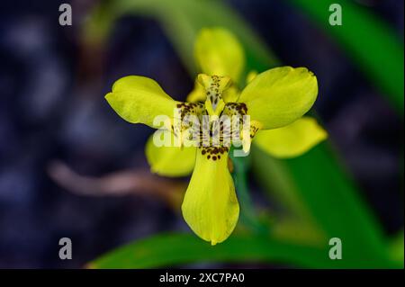 Un iris hawaïen. Banque D'Images