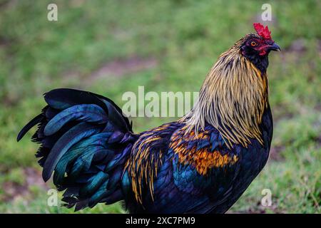 Un coq sauvage se bat sur Big Island à Hawaï. Banque D'Images