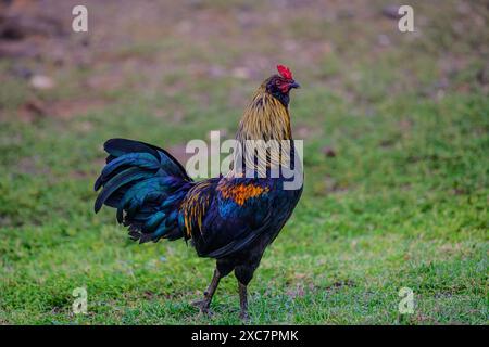 Un coq sauvage se bat sur Big Island à Hawaï. Banque D'Images