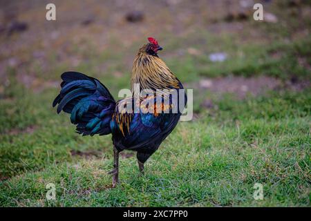 Un coq sauvage se bat sur Big Island à Hawaï. Banque D'Images