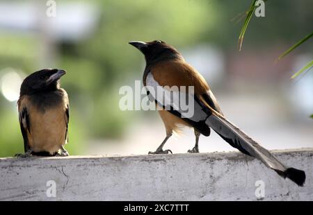 Treepie indienne (Dendrocitta vagabunda) avec son poussin : (pix Sanjiv Shukla) Banque D'Images