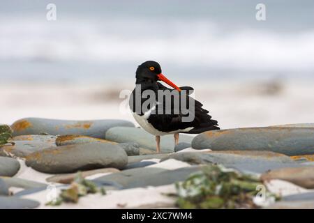 Magellanic oystercatcher Haematopus leucopodus parmi les pierres adultes Sea Lion Island Iles Falkland Banque D'Images