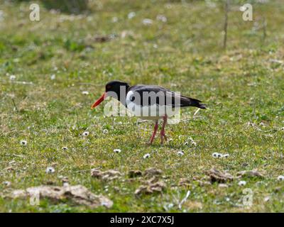 Huîtres eurasiennes Haematopus ostralegus sur prairie machair près de Bornais, South Uist, Hébrides extérieures, Écosse, Royaume-Uni, mai 2021 Banque D'Images