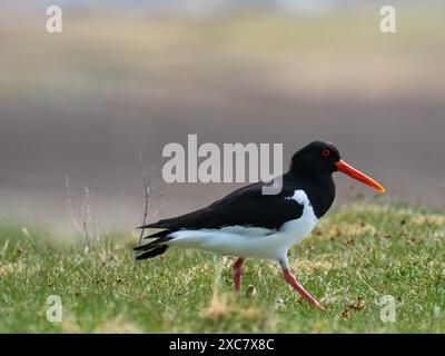 Huîtres eurasiennes Haematopus ostralegus sur prairie machair près de Bornais, South Uist, Hébrides extérieures, Écosse, Royaume-Uni, mai 2021 Banque D'Images