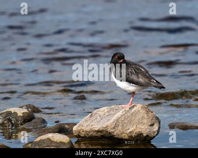 Huîtres eurasiennes Haematopus ostralegus reposant sur un rocher à côté de Lochindorb, région des Highlands, Écosse, Royaume-Uni, juin 2023 Banque D'Images