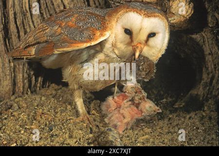 Grange hibou Tyto alba femelle avec campagnard Microtus agrestis proie pour les petits jeunes à l'intérieur du site de nid dans le trou dans l'arbre Ringwood Hampshire Angleterre (captive) Banque D'Images