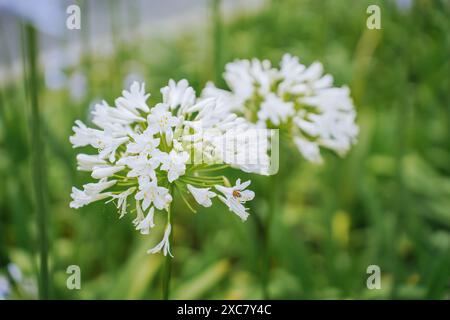 Agapanthus blanc ou fleur de lis africain du nil fleurit en saison estivale pour jardin ornemental Banque D'Images