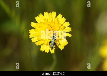 Oedemera nobilis mâle, faux coléoptère à huile, coléoptère des fleurs à pattes épaisses, coléoptère à cuisse gonflée, famille des Oedemeridae. Fleur de catsear, flatweed, Banque D'Images