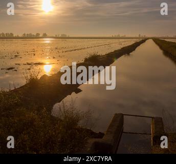Beau lever de soleil sur les rizières paisibles à Isla Mayor, Séville, Espagne, capturant le calme et la tranquillité du paysage. Banque D'Images