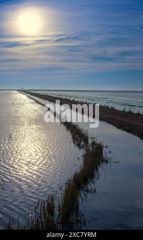 Beau lever de soleil sur les rizières paisibles à Isla Mayor, Séville, Espagne, capturant le calme et la tranquillité du paysage. Banque D'Images