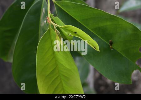 Une très petite chenille jay à queue (Graphium agamemnon) est assise sur une feuille fraîche à la pointe d'une branche d'arbre Soursop. Vue de mise au point progressive d'un predat Banque D'Images