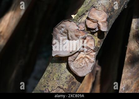 Peu de champignons d'oreille de bois de couleur brun pâle poussant à la surface d'une tige de bois en décomposition Banque D'Images