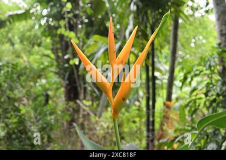 Vue d'un faux oiseau de couleur orange jaunâtre de fleur de paradis (Heliconia psittacorum) fleurit dans le jardin Banque D'Images