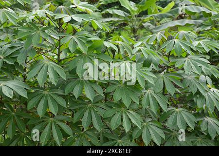 Vue sur les rameaux et les feuilles de manioc (Manihot esculenta) en croissance dans une ferme agricole dans une zone rurale. Cette plante comestible portant des tubercules à racines amylacées Banque D'Images