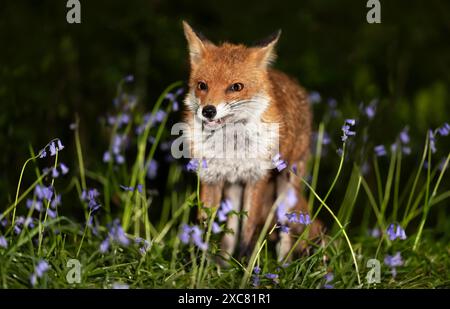 Gros plan d'un renard roux au milieu des bluebells au printemps Banque D'Images