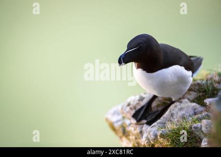 Gros plan d'un Razorbill perché sur un rocher Banque D'Images